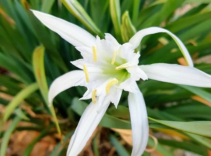 Lilia каваци, Apartment