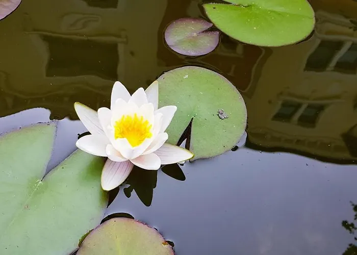 Lilia каваци, Sozopol